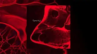 WangleLine - Pigment Red [Full Album]