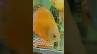 FISHINNET.NET SYMPHYSODON DISCUS