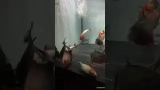 electric fish vs killer piranhas