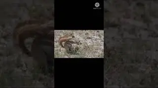 Ground squirrel eating grass #Short video status.