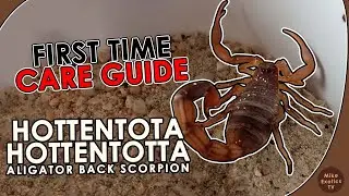 Hottentotta Hottentotta, HH Scorpion, Aligator back scorpion