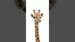 Indian giraffe's be like