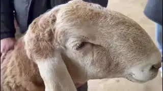Депутат сын Френкеля🔥 #arashan #gissar #sheep