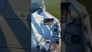 You WON&rsquo;T Believe What This Flathead Ate! 😱 (Unheard-of Catfish Catch in Texas) #shorts