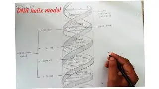 how to draw DNA double helix structure
