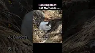 Ranking Best Cat Moments 😸🐾 Part 544