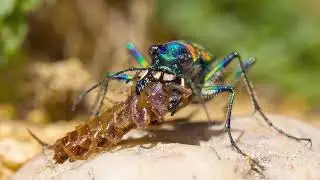 Fascinating Cicindelidae Tiger Beetles