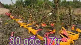 2 lô phôi đế đẹp giá siêu rẻ ☎️Diễm 0835898900/30/12)@.com.vn