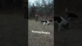 Run Beagles Run.