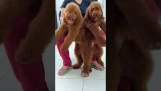 Standard Poodle #dog #puppy #shorts #shortvideo #cutedog #animals #viralvideo #dogshorts