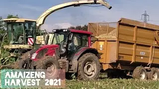 Tractors at Work : Maize Harvest 2021 (Part 2)