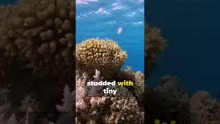 Basket Star: Alien of the Ocean