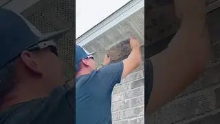 You&rsquo;ve Been Removing Wasp Nests WRONG 🐝😱