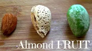 Almonds are a Fruit! - Green Almond Review - Weird Fruit Explorer - Ep. 107