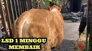 SAPI LSD SEMBUH ITU NYATA ‼️ JANGAN TAKUT❗️