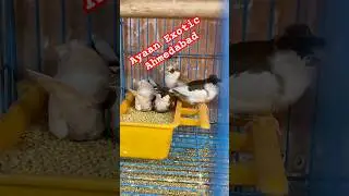 Finches New variety in Ayan Exotic # exotic bird shop Ahmedabad viral shot #Ahmedabad Exotic shop