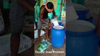If your shrimp become weak during molting, do this.#shrimpfarming #aquaculture #vannameishrimp