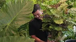What to do when your Caletheas start getting brown leaves