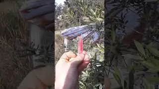 Blueberry ash / Southern quandong