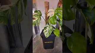 Hydroponic Monstera Albo - Moss Pole- DWC - Spider Farmer Bucket