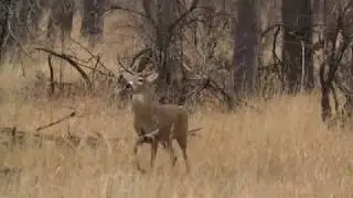 Winchester Deer Season XP Video Series Breaking Down the Bullet Bullet Weight Selection with Mike St