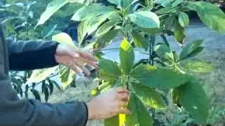 Worm Compost tea: Treating a plant disease