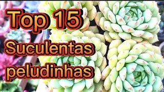 Top 15 Suculentas de pelinhos (peludinha) mais lindas da cole&ccedil;&atilde;o #SUCULENTAS #plantas