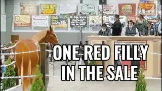 Chestnut At The Standardbred Sale