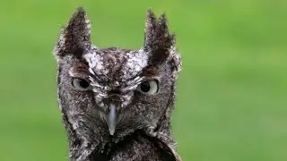 Facebook Live Cavity Nesting Raptor Encounter