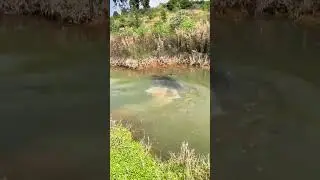 Amazing! This buffalo dives like a pro 😱 #shorts
