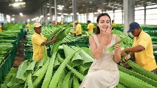 INSANE Aloe Vera Gel Factory &ndash; How Millions of Liters Are Made Every Day! (Full Process)