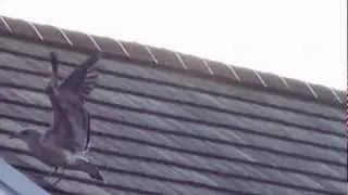baby seagull learning to fly up a roof