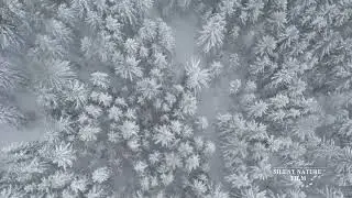 Stockfootage 4K - Captivating Stock Footage: Explore the Beauty of Nature and Wildlife!