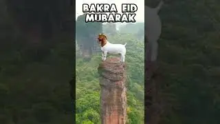 Bakra eid coming soon | Coming soon Bakra eid status | Bakra eid 2023 | Eid ul adha status 2023