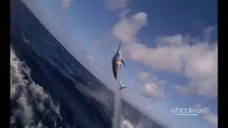 Hook-Eye Sport fishing Action Camera records black marlin fight in and out of the water!