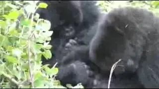 Gorillas Rwanda 1990