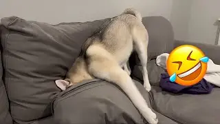 Dogs That Forgot How To Be Dogs 🐕😂