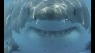 Shark Dance ~ (Kitty Cat Dance)