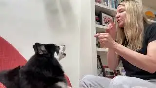 Barking Jingle Bells and Baby Bark