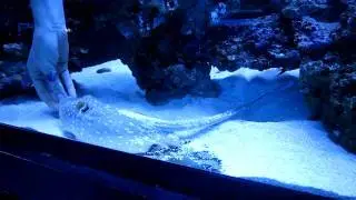 Blue Spot Stingray Hand Feeding