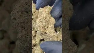 AMNESIA HAZE