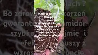 Produkcja sadzonek od wczesnej wiosny