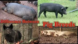 What Is The Different Types Of Pigs
