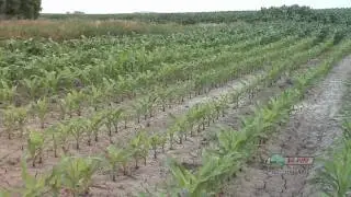 Ruts In The Field #607 (From Ag PhD #607 11/22/09)