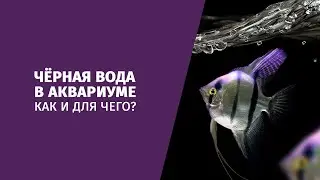 О пользе чёрной воды в аквариуме
