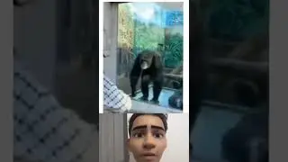 Play monkey, play... #monkey #zoo #matrix #funny #reaction #comedy #harrypotter