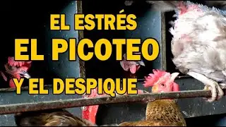 EL ESTRÉS, EL PICOTEO Y EL DESPIQUE EN GALLINAS