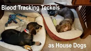 Blood Tracking Teckels as House Dogs