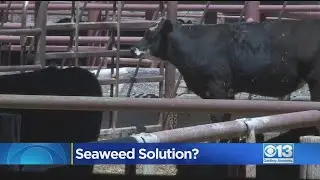 Seaweed Solution In Climate Change Fight