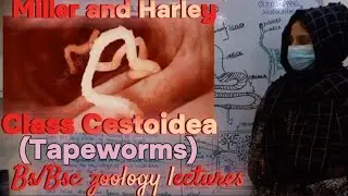 Class Cestoidea | Tapeworms | Phylum platyhelminthes | Characteristics of tapeworms |Bs/bsc Zoology